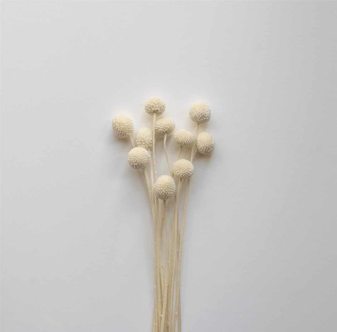 Cooee INTERIØR Golden Ball White Dried Flowers