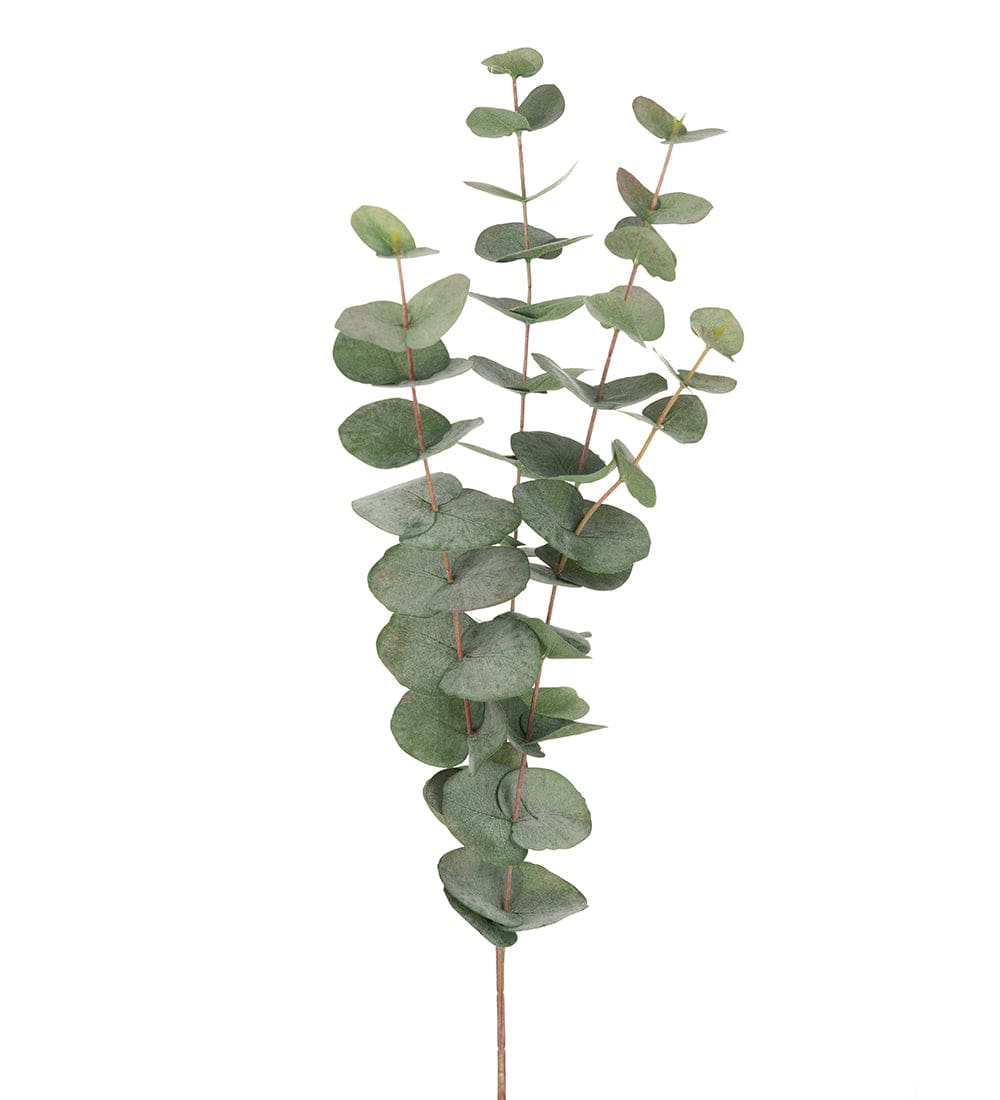Mr Plant INTERIØR Eucalyptus 60 cm